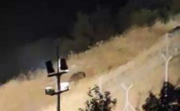 Elazığ’da ayılar kış uykusu öncesi yiyecek ararken görüntülendi
