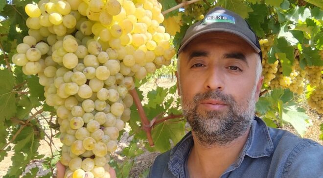 Bağ bozumunda rekor: 4 kilo üzüm salkımı